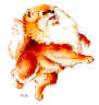 Pomamania Reg'd - Quality, home-raised Pomeranians