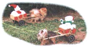 pomcart.jpg